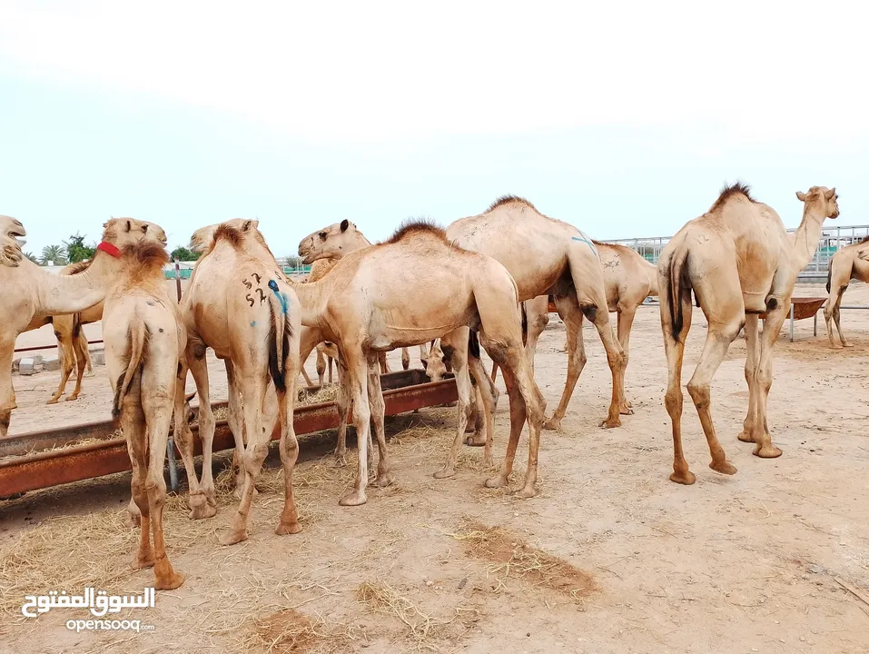 camels Muscat barka