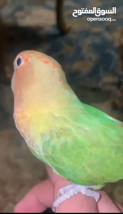 للبيع طير لاف بيرد أليف ومدرب