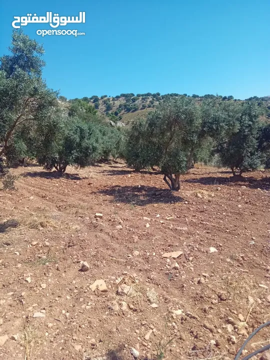 مزرعة للبيع من اراضي غرب عمان  منطقة البصة (ابو السوس ) للبيع بسعر مغري