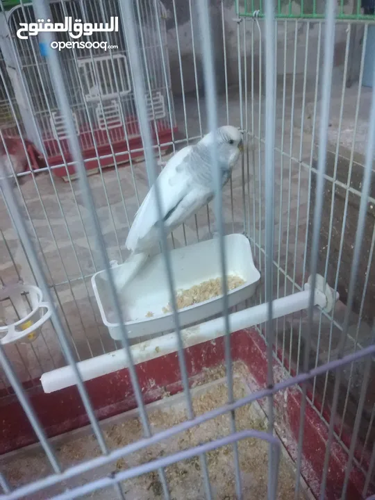 3 جواز حب مع فراخ شغالااات مقفصات 3 معالف