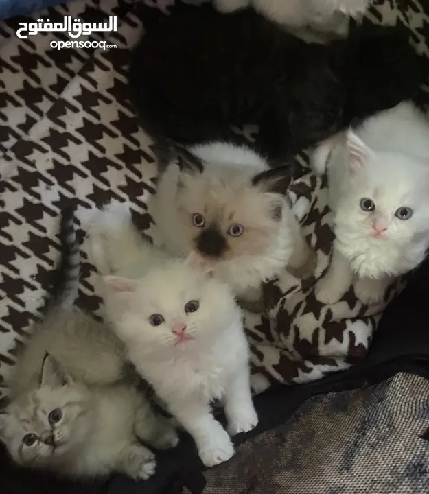 قطط مكس هملايا مع شيرازي انغورا عمر شهرين للبيع