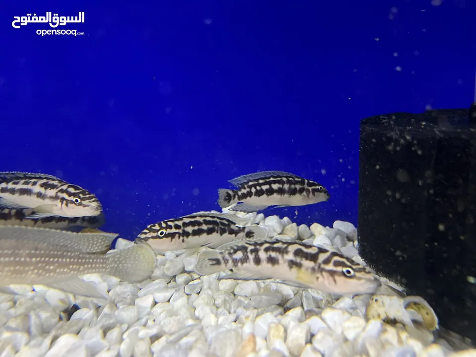 تم وصول تشكيلة اسماك زينه