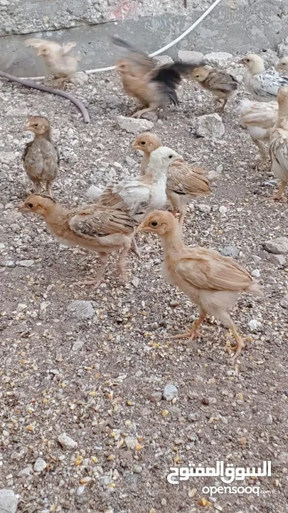 دجاج بلدي نظافة وصحة
