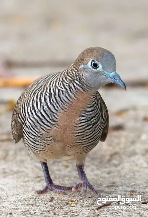 الاسم الطائر Zebra dove   حمام الزيبرا  الاسم العلمي   Geopelia striata