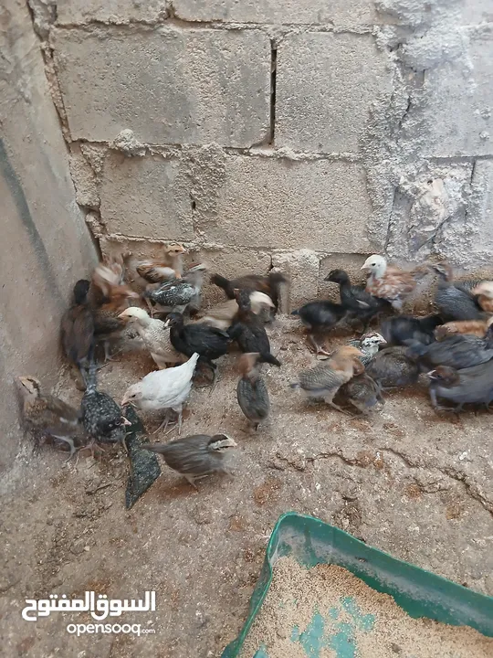 فرخات عمر شهر ونص مطعمات جاهزات سراحات صحه وعافيه ولله الحمد