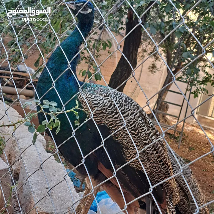 ذكر طاوؤس هندي للبيع