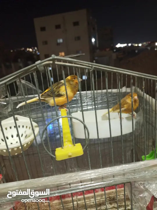 جوزين كنار للبيع  ما شاء الله عليهم شغالات بصلاة على النبي