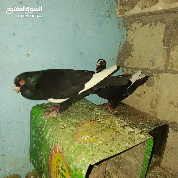 حمام زق لناس الغانمه