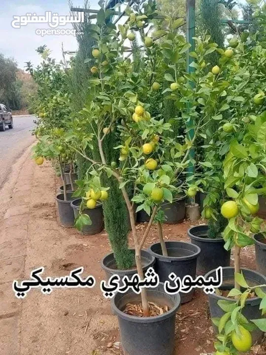 مختص في قص و تقنيب الاشجار زيتون او لوزيات او حمضيات او اشجار زينه #وتطعيم_جميع_الأشجار  هاتف