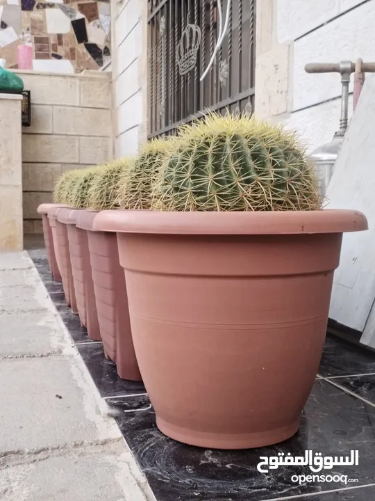 نبات الكره الذهبيه او ساده حماتي