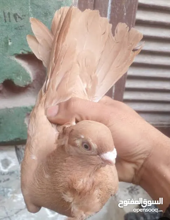 حمام  ازملي لونه مشمشي وصغيرة