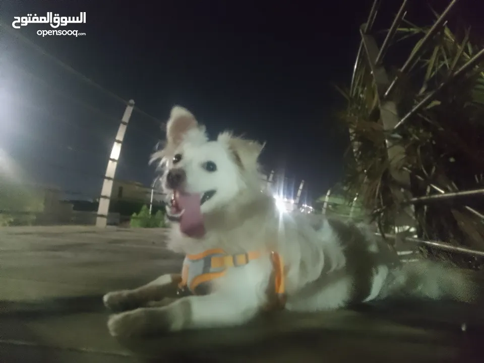 كلب الإسكيمو الامريكي