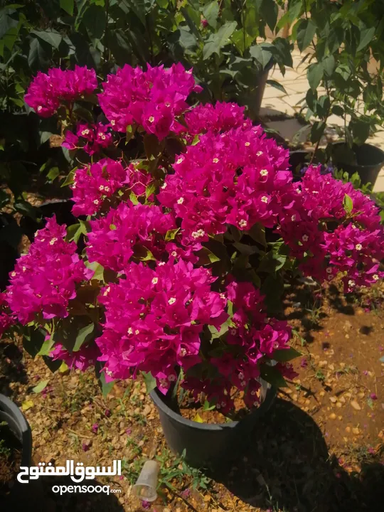مشاتل المملكة الزراعية لتنسيق الحدائق
