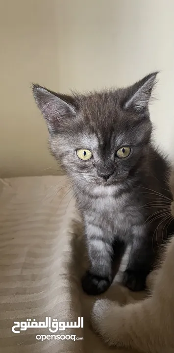 قطط أنثى العمر شهرين.  2 Month Female Kitten