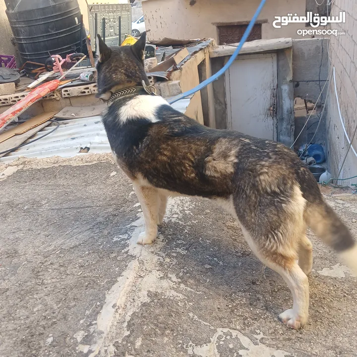 اناثي هاسكي في الزرقاء جنب مجمع الجديد جناعه