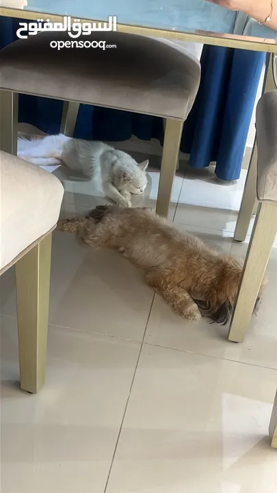 كلب شيتوز مع صديقة القط