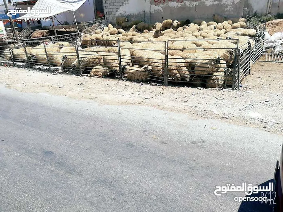 حراق اسعار روماني و بلدي جميع  وزان حراق اسعار  مزرعه الحوري بدارت.    ابو جواد