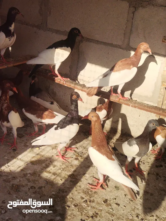 فراخ يهوديات 16 حبه جميع الألوان مفطومات جاهزات للجرد