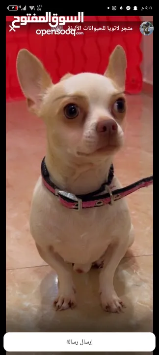 شيواوا للبيع