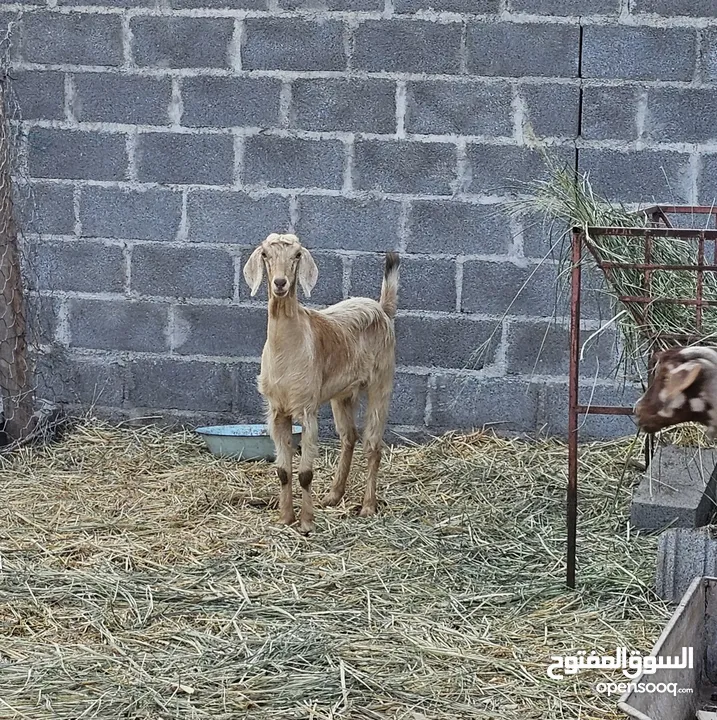 للبيع او للبدل : جدي عماني مخصاي سمين وصخله جاموديه بكر مد وشور