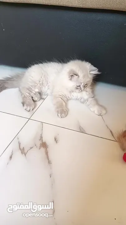 Pure Ragdoll Kittens