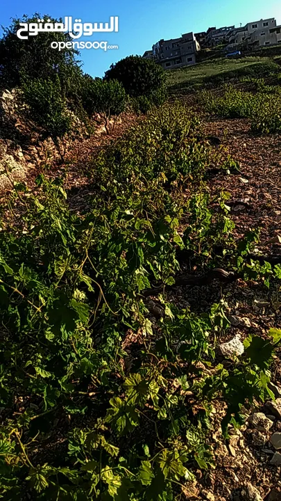 ارض مزروعه