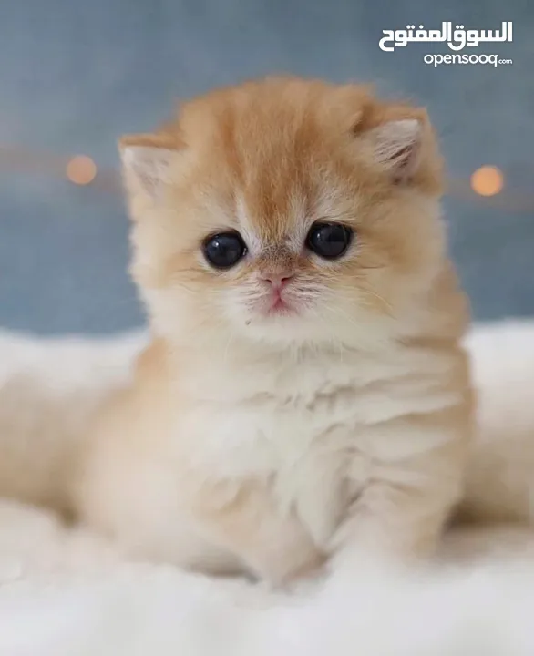 Golden pure kitten