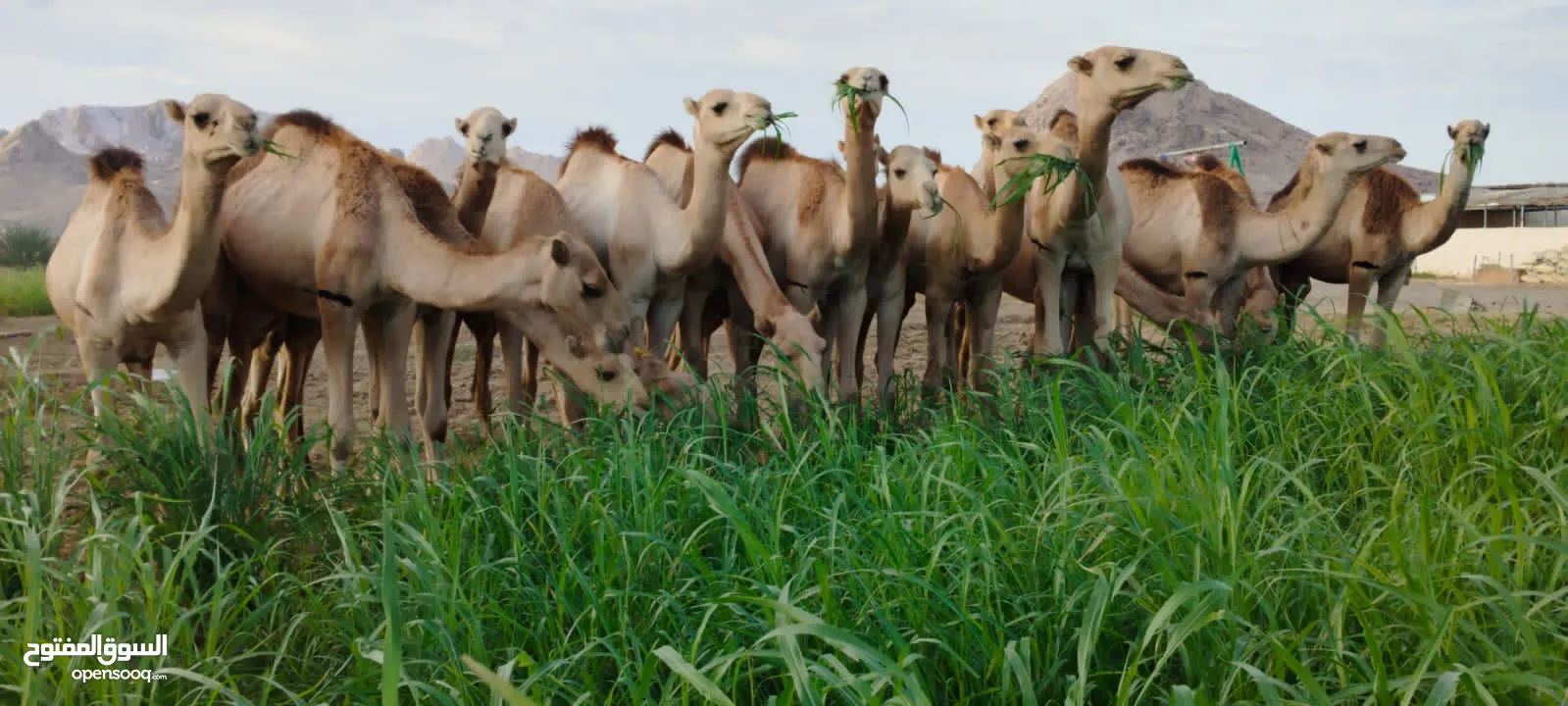 وصول دفعه جديده من قعدان مراعي الجنوب مزرعه قرن الكبش