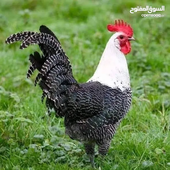 إعلانات جوجل، معلن جوجل، حظر النقرات الوهمية والمتكررة. يتوفر حسابات إعلانية موثقة للبيع