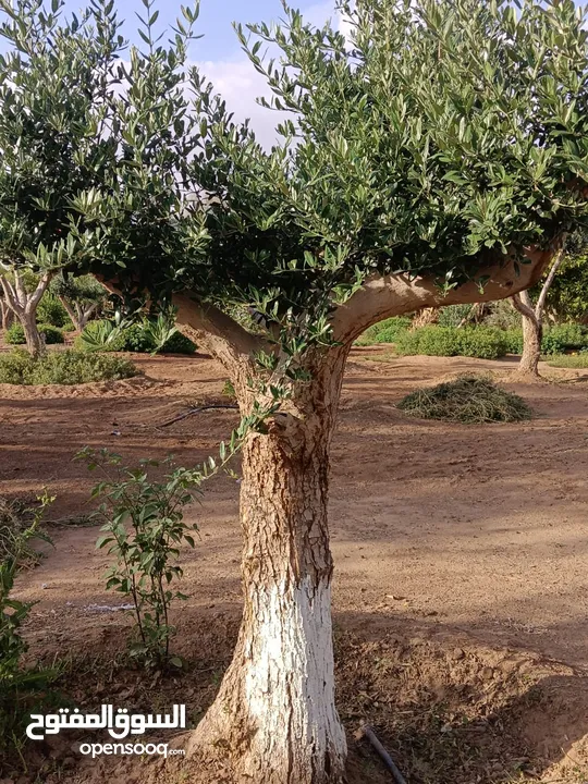 نقوم بتوريد النخيل وجميع الاشجار