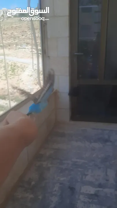 جوز ببغاء حب