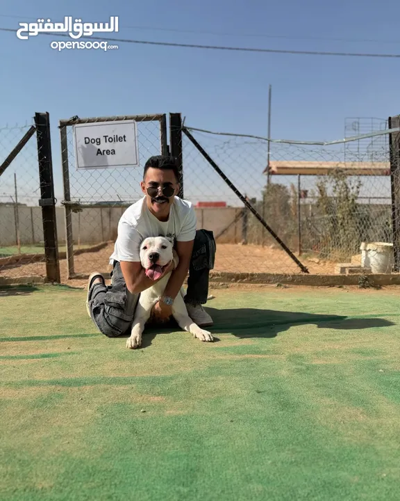 Dogo arganteno so danger and pretty at the same time  كلب دوجو ارجنتيتو للبيع لدواعي السفر