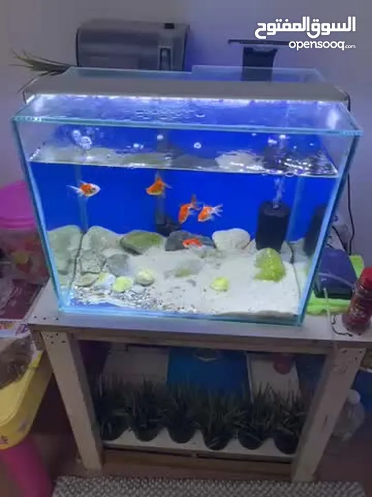 Fish tank with fish and accessories