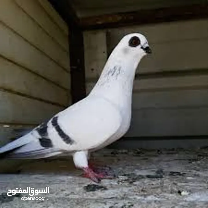 مطلوب حمام نخب