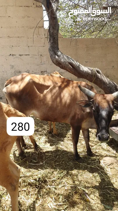 للبيع أبقار عمانية وجاعدة وكبش