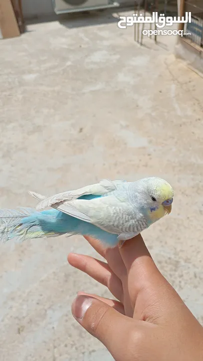 عصفورين حب اليف للبيع او بدل