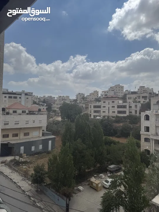 شقة عظم مقطعة للبيع