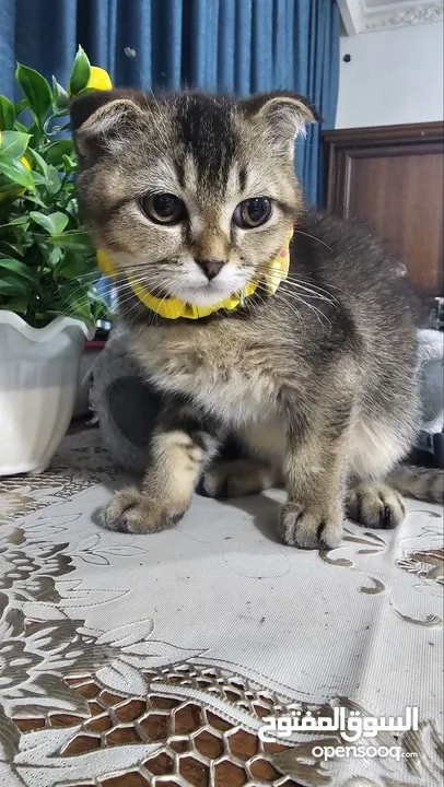 Zoti and Pure Chinchilla British