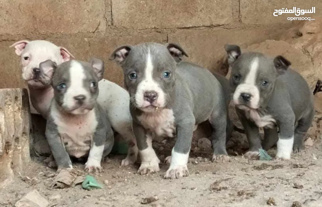 bully blue nose