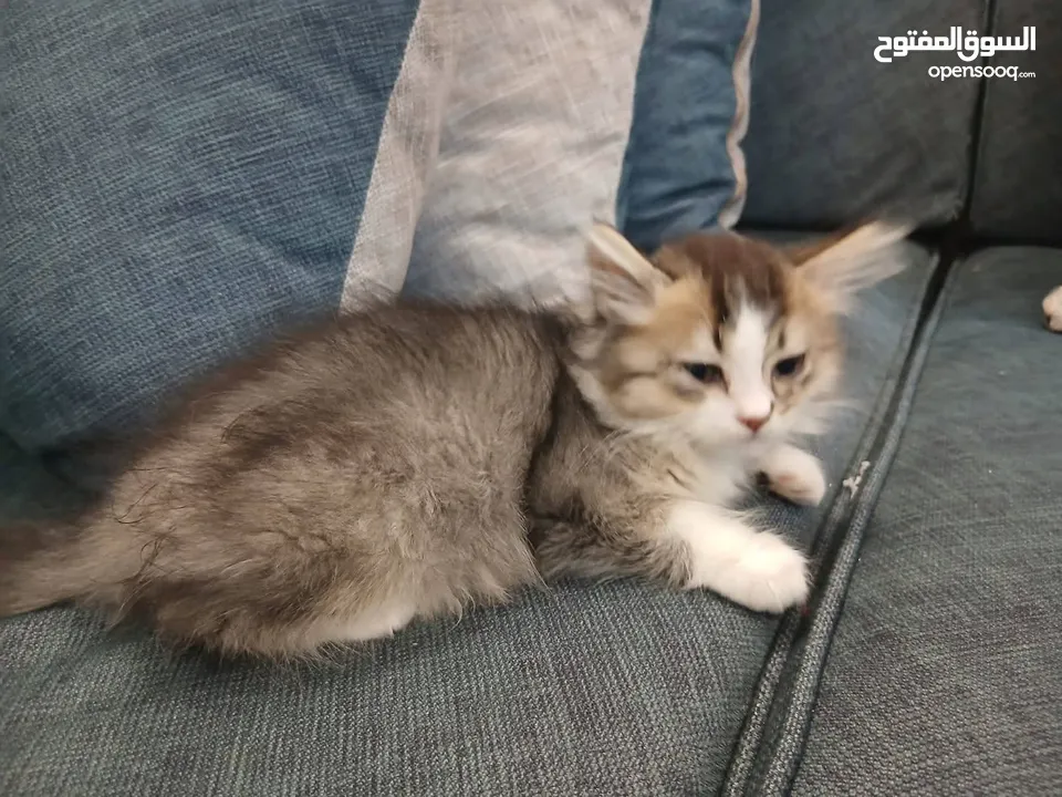 قطط متاحة: