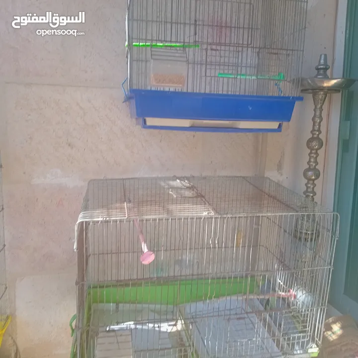 قفاص بحال الوكاله لتواصل الزرقاء