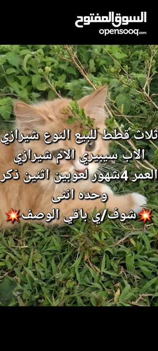 قطط للبيع...