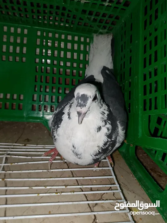 حمام مشكل للبيع