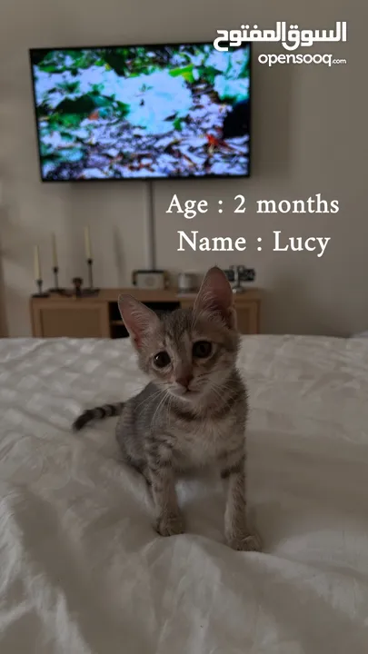 كيتنز للتبني برسوم  ، Kittens for adoption with fee