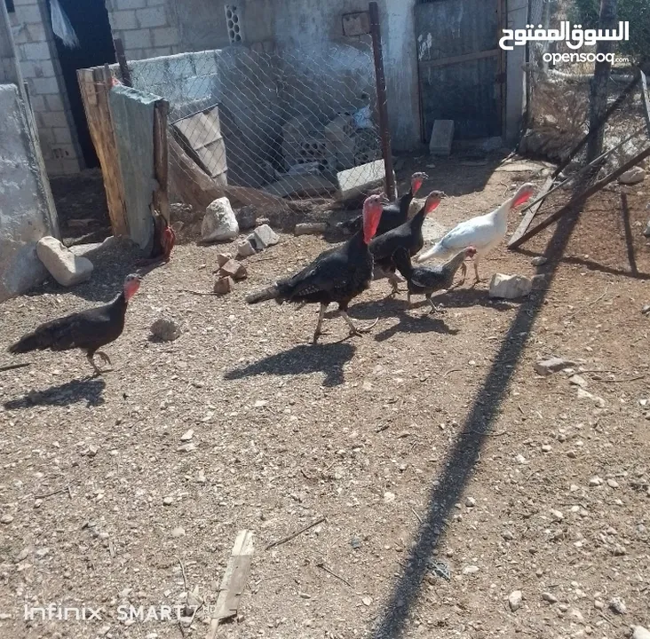 بسم الله الرحمن الرحيم  حبش للبيع  والاتصال للستفسار