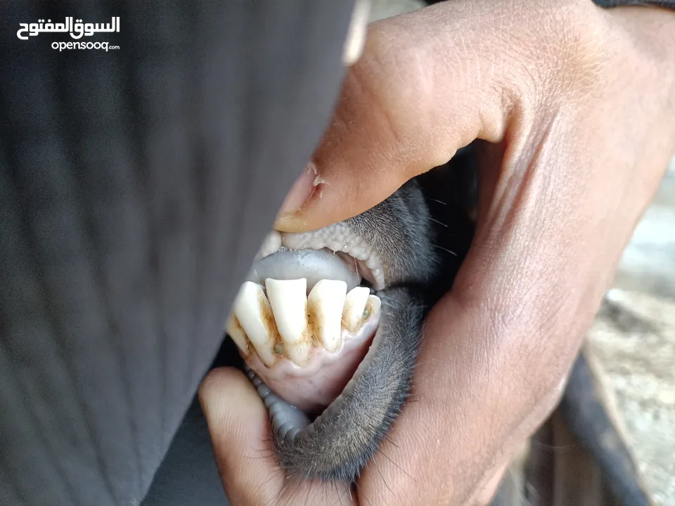 عنز للبيع ثالث ولده