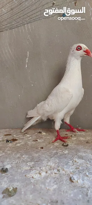 فحول سلافر وأربع فراخ