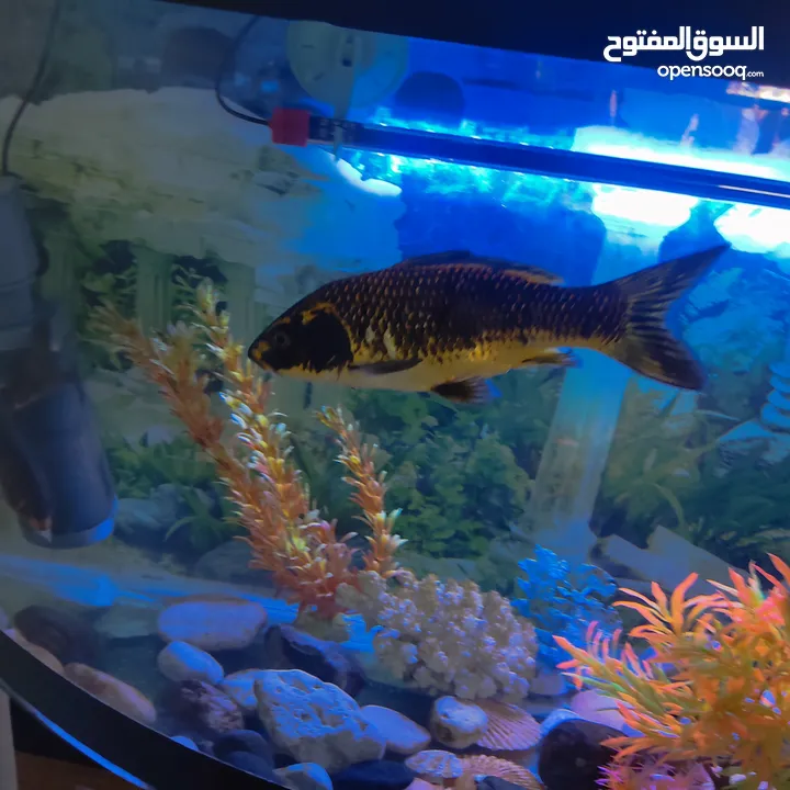حوض سمك متر مع قاعدة زجاج جاهز بالكامل