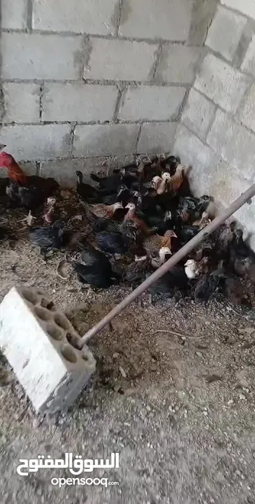 فرخات بلدي وصيصان عمر شهرين
