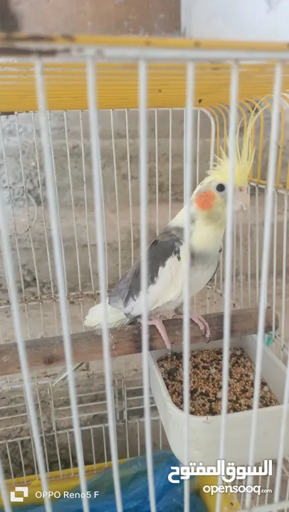 كوكتيل كروان ذكر